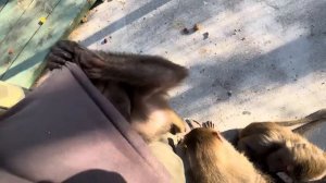 Я осталась ОДНА с гамадрилами, хотела поснимать,но Люся со Степой ДЕРУТСЯ так,что пришлось вмешаться