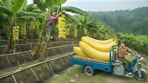 Собираю тонну зеленых бананов и везу продавать на местный рынок. Жизнь и быт Вьетнамской глубинки