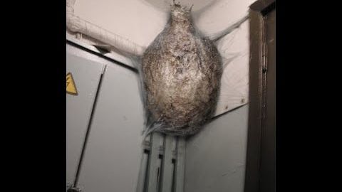 Леденящий душу ужас в подъезде