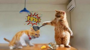 СМЕШНО ДО СЛЕЗ 😹😍 СМЕШНЫЕ КОТЫ, ЛУЧШИЕ ПРИКОЛЫ С КОТАМИ, СОБАКАМИ КОШКИ,СОБАКИ , ЖИВОТНЫЕ 🥰