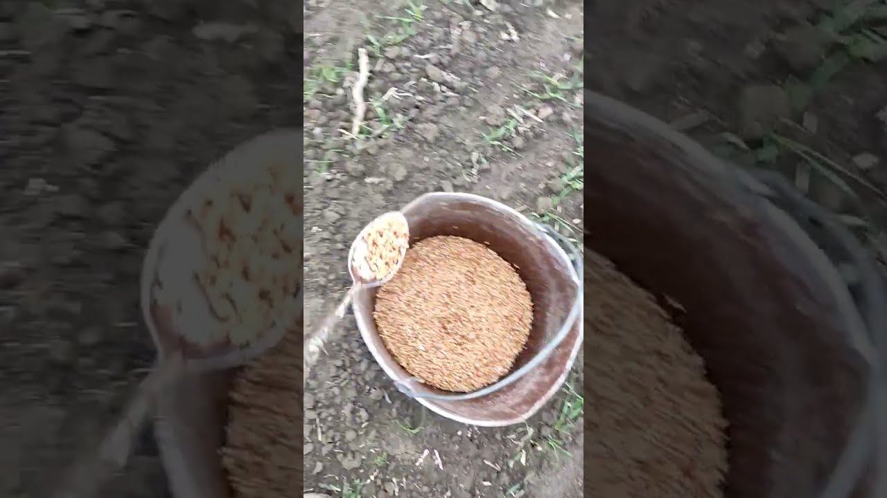 ТРАВИМ МЫШЕЙ НА ПОЛЯХ