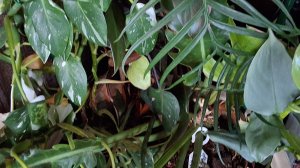 5 Филодендронов в одной посадке. напольный  горшок номер 2