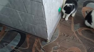 Реакция котиков на мятный шарик