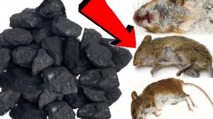 Как избавиться от мышей и крыс навсегда За 3 Секунды...!!!!!!!!!