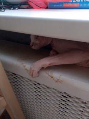 все на свете чупа-чупса