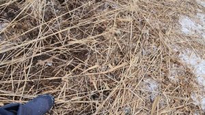 Как вывести камыш/тростник из водоёма? Легко и экологично!