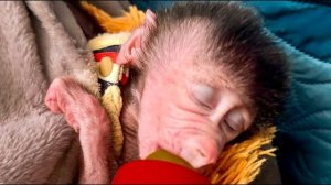 Малышка Николь УСНУЛА ПРЯМО С БУТЫЛОЧКОЙ, а Финик устроил Денису ДЕНЬ ЦЕЛОВАШЕК!))