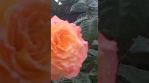 Самая красивая роза в моём саду 😍♥️ Глория клайминг