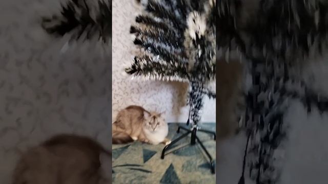 любимые котейки.mp4 смотреть онлайн