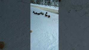 Утки зимой в морозы!