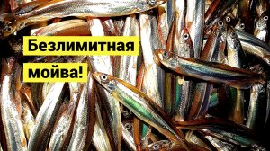 Ночная добыча мойвы! Большая заготовка!