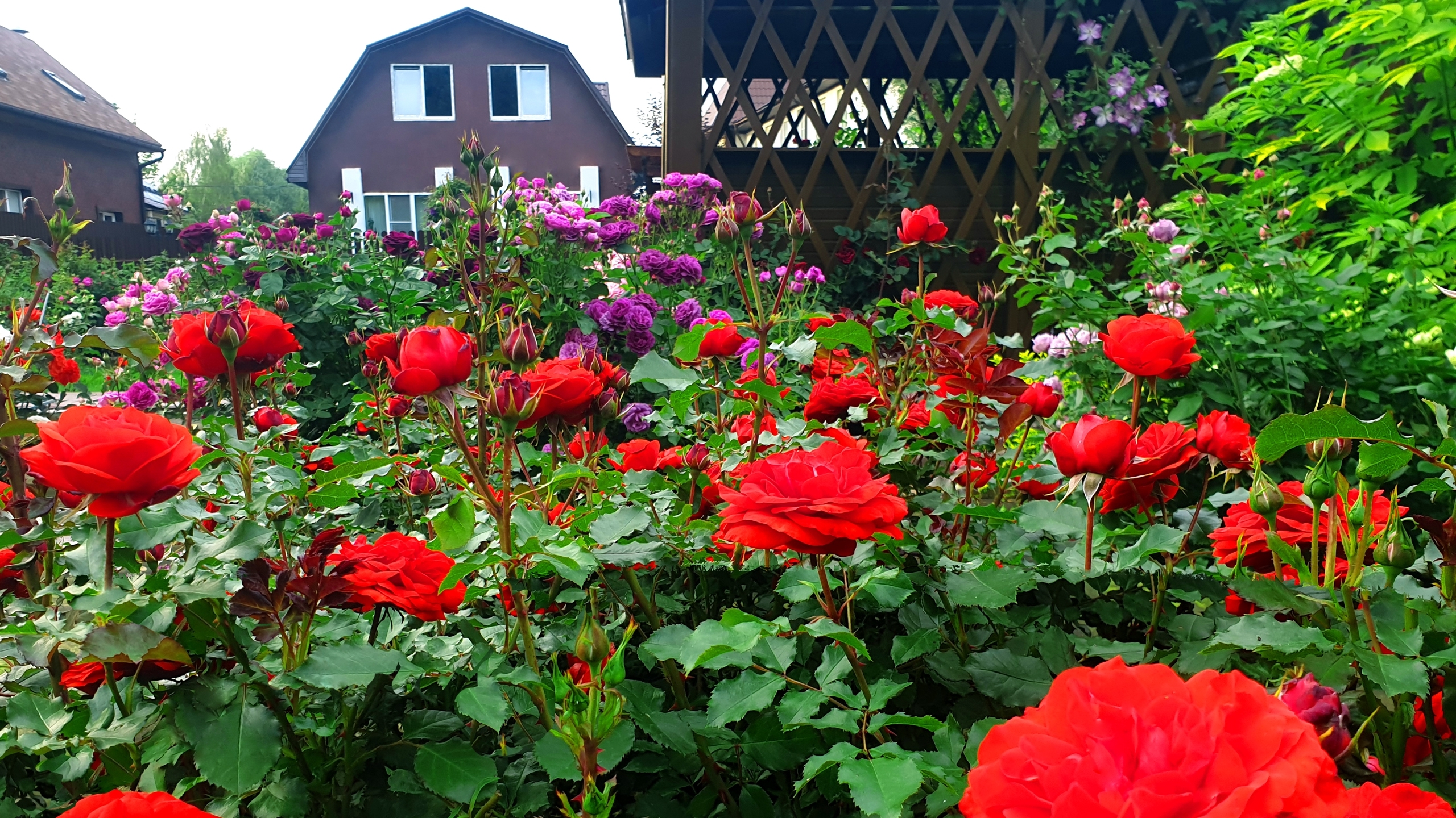 Мой розовый сад. Часть 1. смотреть онлайн