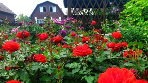 Мой розовый сад. Часть 1.