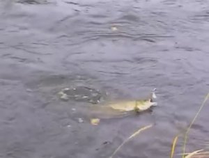 Почему представителей рода Ленки — Brachymystax Günther, 1866 часто называют «Сибирская форель» ?