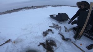 Рыбалка на Енисее. Ловим налима.