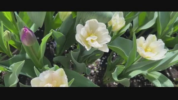 ВЕСЬ ГОД В ЦВЕТУ 2025 ФРАНЦУЗСКИЙ САД ВОЛШЕБСТВО