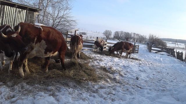 Мороз и солнце ... смотреть онлайн