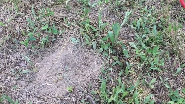 Советы по копу с металлоискателем Пират смотреть онлайн