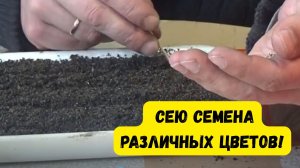 КАК ПРАВИЛЬНО ПОСЕЯТЬ ЦВЕТЫ В ДОМЕ! ВАЖНЫЕ НЮАНСЫ И ТОНКОСТИ. ШАГ 1.