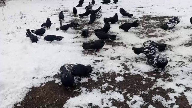 РЕБЯТА! ЭТИ ГОЛУБИ ЛУЧШИЕ!!!🎄Часть 3📞+79494406619 смотреть онлайн