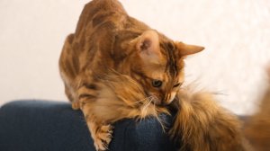 Дикий нрав в домашних лапах. Игры с бенгалом.