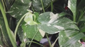 Лемана Про! Цветочно-Новогодний обзор! Сортовые! Шикарные растения! 🌿🎄