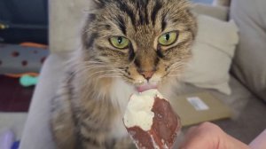 Вредно, но вкусно