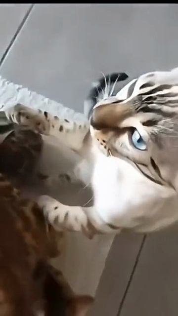 Кошачьи забавы 😁🤣😂 смотреть онлайн