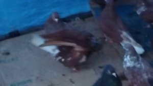 ярмарка голубей г Узловая. 03.01.26.