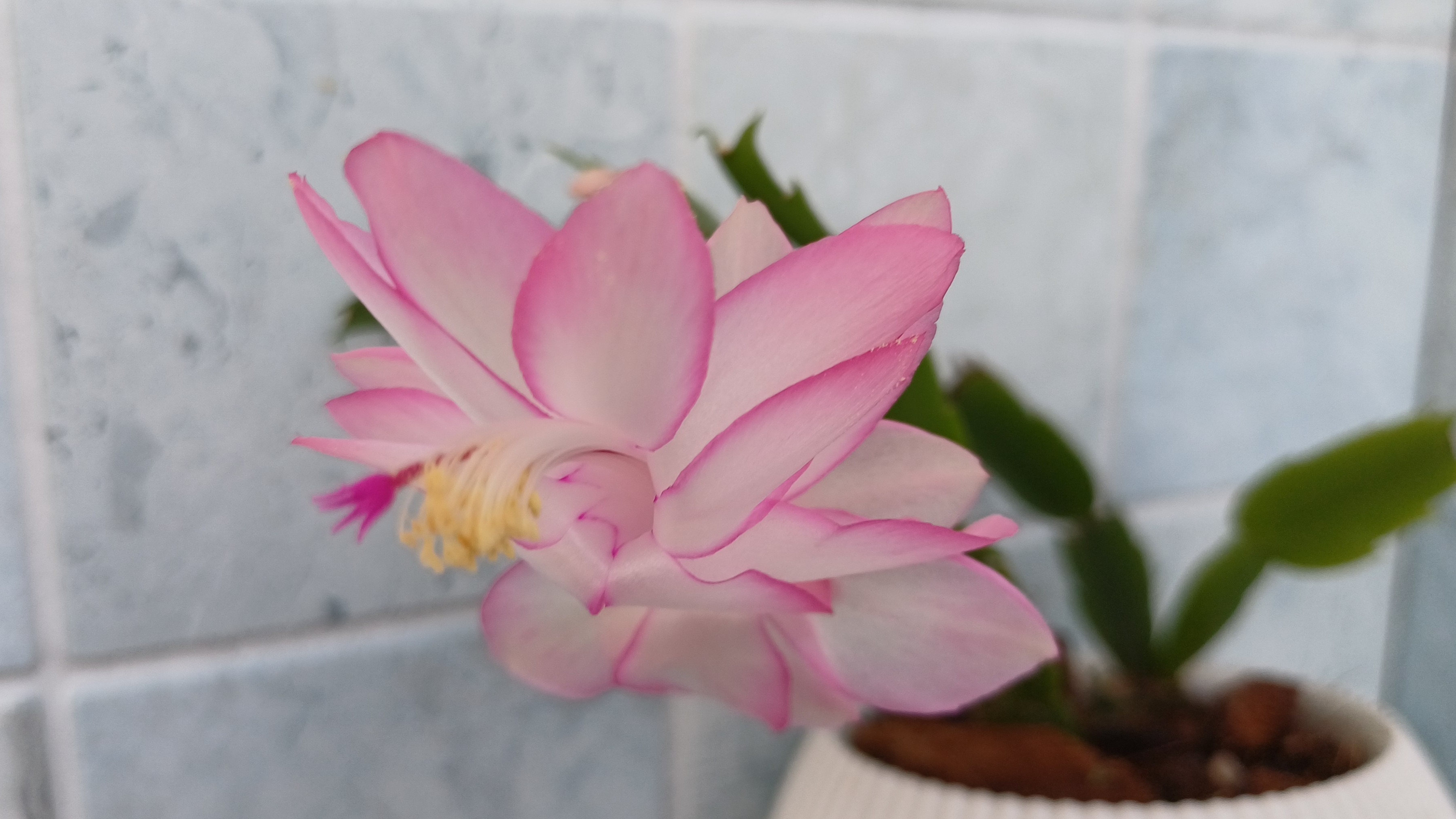 Комнатные растения🌹🌿🌹🌿🌹Цветение "Эпик стар"🌸.. Новенькая аглаонема🪴