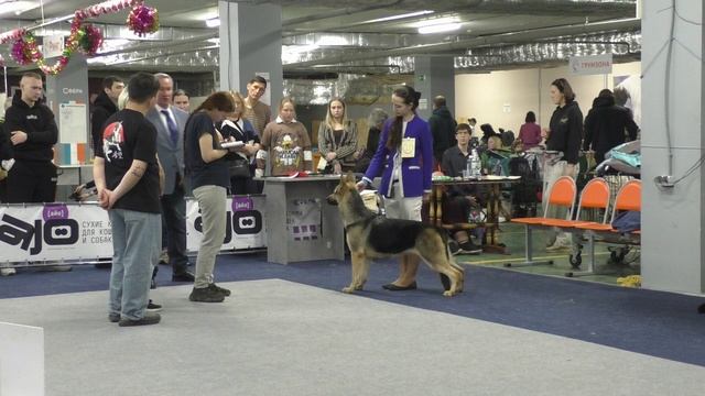 Стивит Армаст Шок Кирра