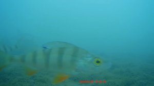 Рыбалка на окуня, подводная съемка