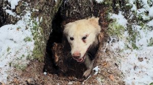 Новогодние ёлки