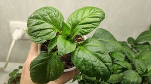 Простой способ вырастить РАССАДУ ПЕРЦА без пересадки - посеял и забыл