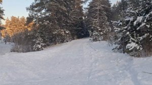 03-01-2026 мы пошли гулять в уральский лес