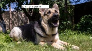 Сериал «Мухтар. Он вернулся» 12-я – 14-я серии. Анонс