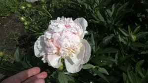 Пион Peach Fluff