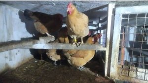 03-01-2026 Ты хочешь завести курочек, а муж против 🤷.