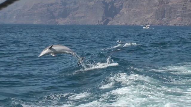 Дельфины смотреть онлайн