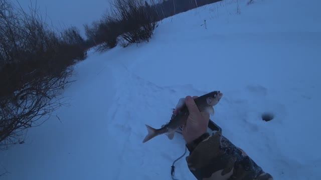 Опустил КАМЕРУ Под ЛЁД...А там ХАРИУСА Полно/ Рыбалка на РЕКЕ 1 ЯНВАРЯ в 2026 году смотреть онлайн