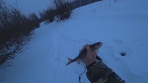 Опустил КАМЕРУ Под ЛЁД...А там ХАРИУСА Полно/ Рыбалка на РЕКЕ 1 ЯНВАРЯ в 2026 году