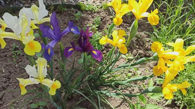 Голландские ирисы. смотреть онлайн