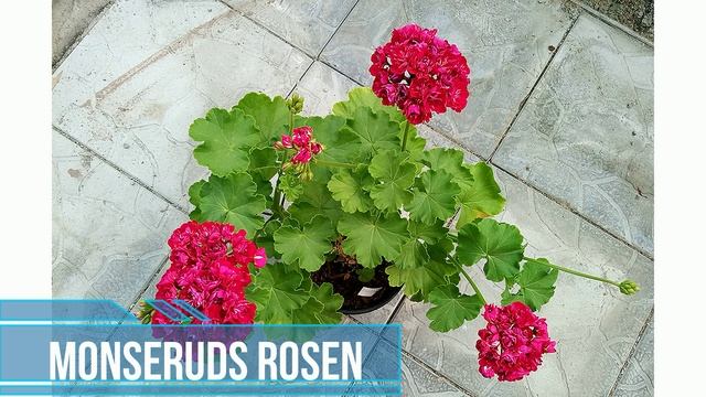 Розебудные пеларгонии. Часть 3 - слишком много красного смотреть онлайн