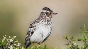 Звук природы: нежное пение Лесного жаворонка в глубине леса