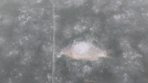 КАРАСЬ ЗАМЁРЗ