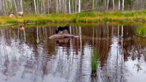 Загонная охота на лося 2025, краткий обзор