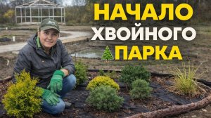 Я начала то, к чему шла несколько лет… хвойный мини-парк