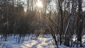 ЗАГНАННЫЕ В УГОЛ / МОЛИТВА В ЛЕСУ 🙏