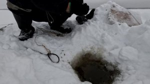 Проверка удочек. 30 день.