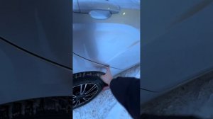 Веста серебристая